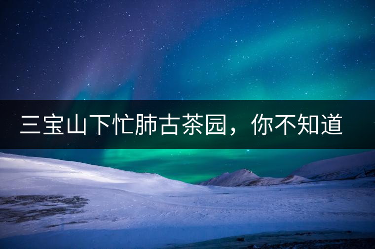 三寶山下忙肺古茶園，你不知道的古樹茶傳說