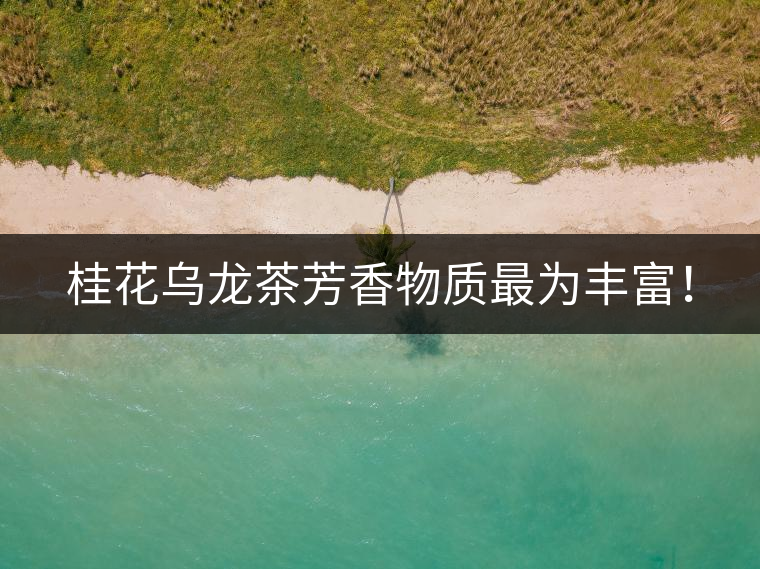 桂花烏龍茶芳香物質(zhì)最為豐富！