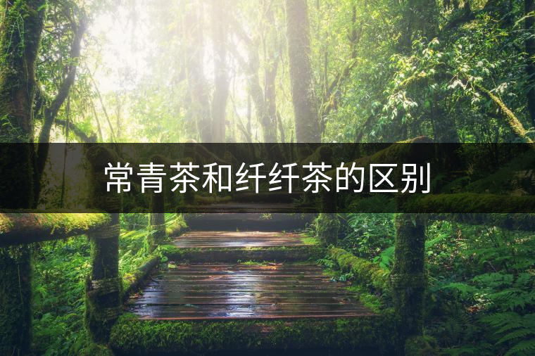 常青茶和纖纖茶的區(qū)別