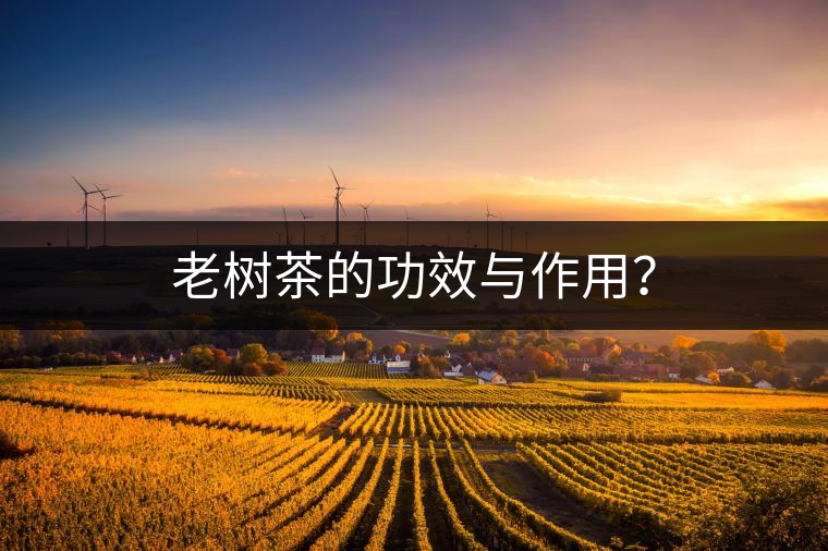 老樹(shù)茶的功效與作用? 老樹(shù)茶的功效與作用?