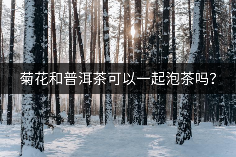 菊花和普洱茶可以一起泡茶嗎？