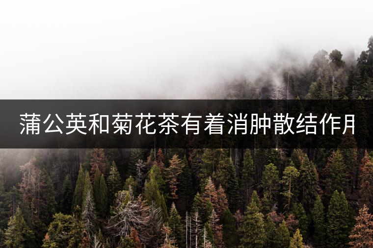 蒲公英和菊花茶有著消腫散結(jié)作用！