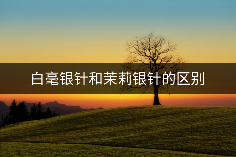 白毫銀針和茉莉銀針的區(qū)別 白毫銀針和茉莉銀針的區(qū)別