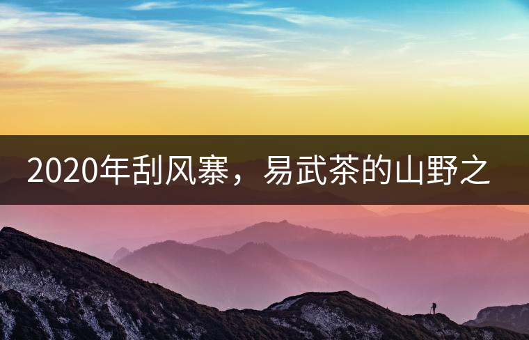 2020年刮風(fēng)寨，易武茶的山野之王-易武中聘號(hào)