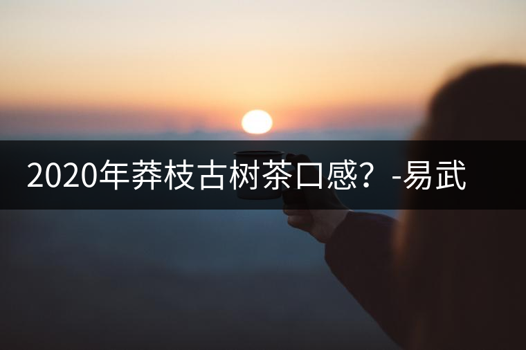2020年莽枝古樹(shù)茶口感？-易武中聘號(hào)