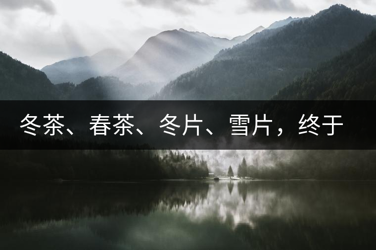 冬茶、春茶、冬片、雪片，終于分清楚了