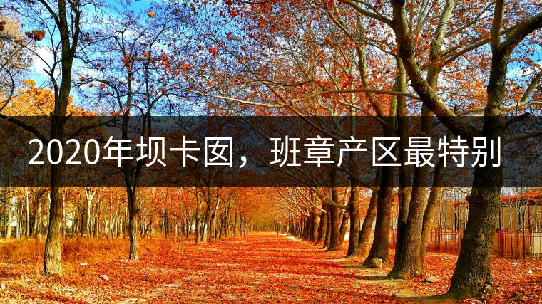 2020年壩卡囡，班章產(chǎn)區(qū)最特別的茶 -易武中聘號(hào)