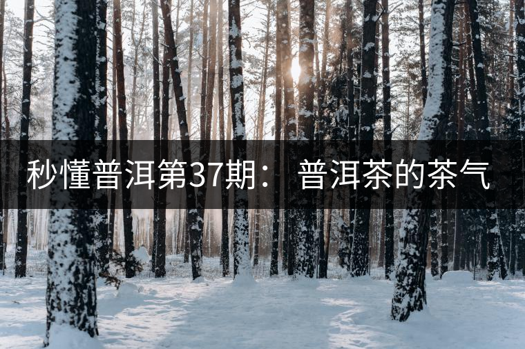 秒懂普洱第37期： 普洱茶的茶氣到底是什么？