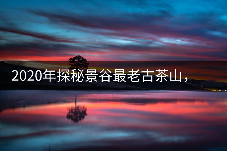 2020年探秘景谷最老古茶山，一個家族的興茶往事-易武中聘號