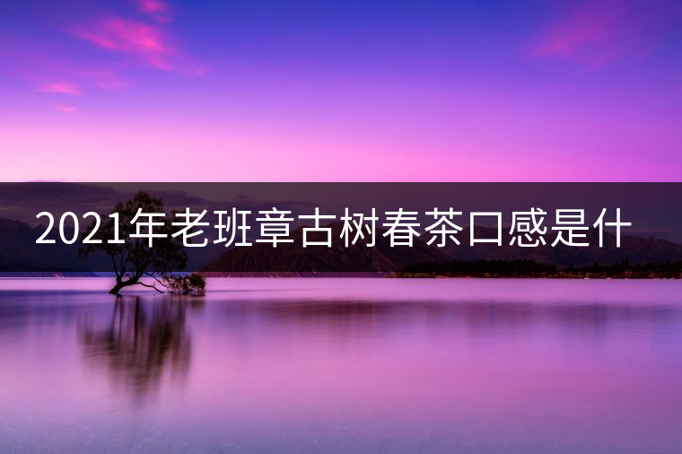 2021年老班章古樹(shù)春茶口感是什么？
