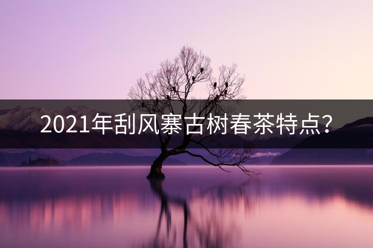2021年刮風(fēng)寨古樹(shù)春茶特點(diǎn)? 2021年刮風(fēng)寨古樹(shù)春茶特點(diǎn)?