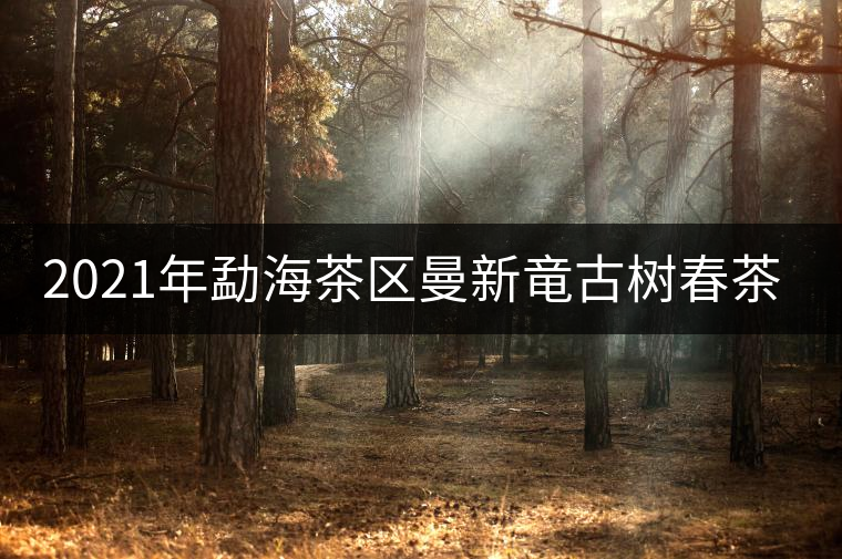 2021年勐海茶區(qū)曼新竜古樹春茶多少錢一公斤? 2021年勐海茶區(qū)曼新竜古樹春茶多少錢一公斤?