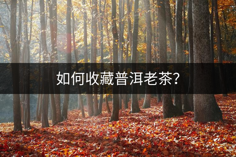 如何收藏普洱老茶？