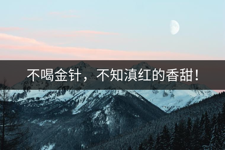 不喝金針，不知滇紅的香甜！