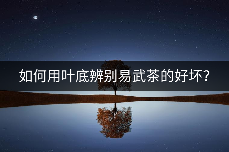 如何用葉底辨別易武茶的好壞？