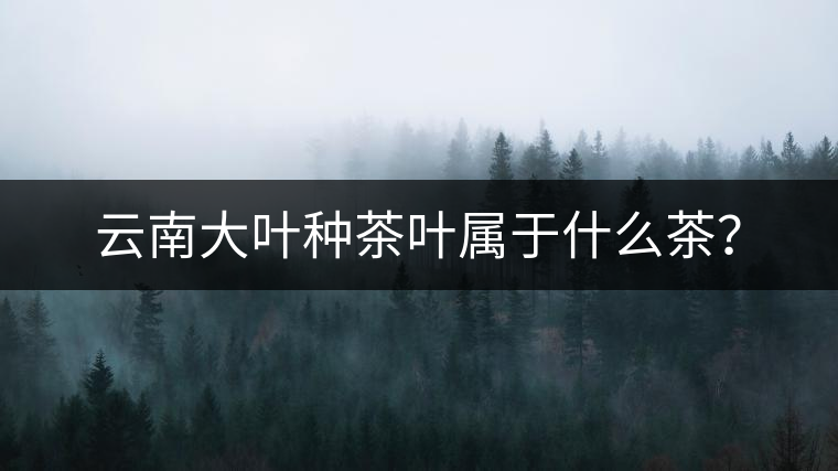 云南大葉種茶葉屬于什么茶？