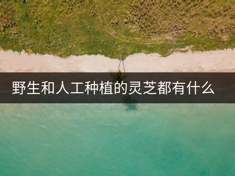 野生和人工種植的靈芝都有什么區(qū)別？