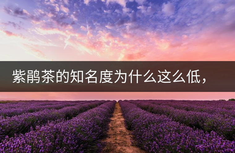 紫鵑茶的知名度為什么這么低，適合做成生茶還是熟茶？