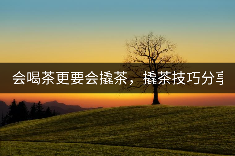 會喝茶更要會撬茶，撬茶技巧分享！