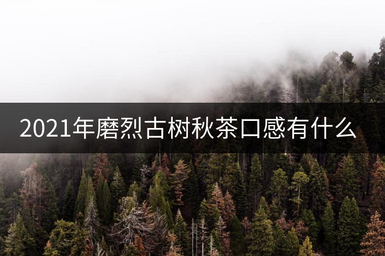 2021年磨烈古樹秋茶口感有什么特點(diǎn)？