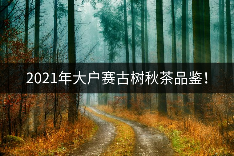 2021年大戶賽古樹(shù)秋茶品鑒！