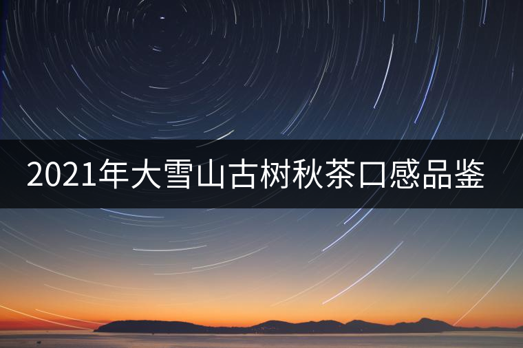 2021年大雪山古樹(shù)秋茶口感品鑒？