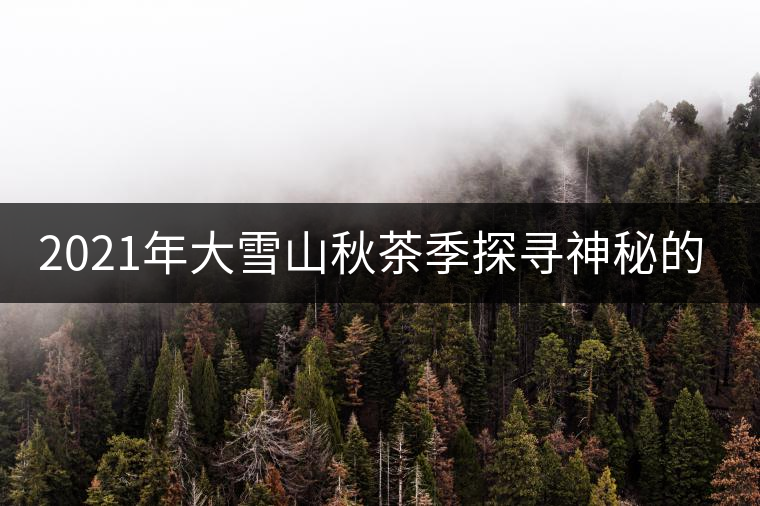 2021年大雪山秋茶季探尋神秘的古樹(shù)群落! 2021年大雪山秋茶季探尋神秘的古樹(shù)群落!