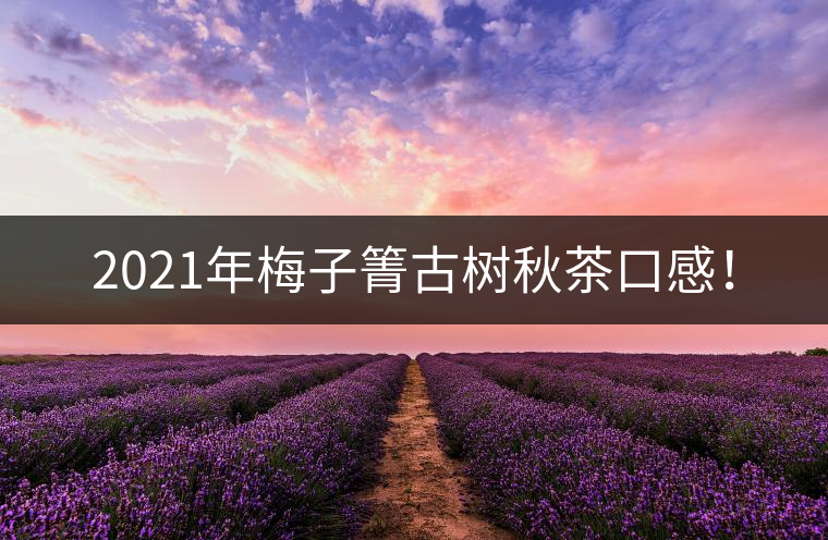 2021年梅子箐古樹秋茶口感！