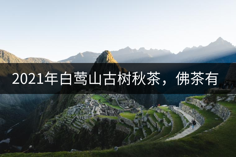 2021年白鶯山古樹(shù)秋茶，佛茶有什么魅力？