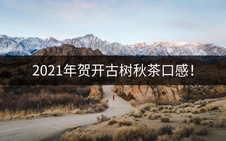 2021年賀開古樹秋茶口感！