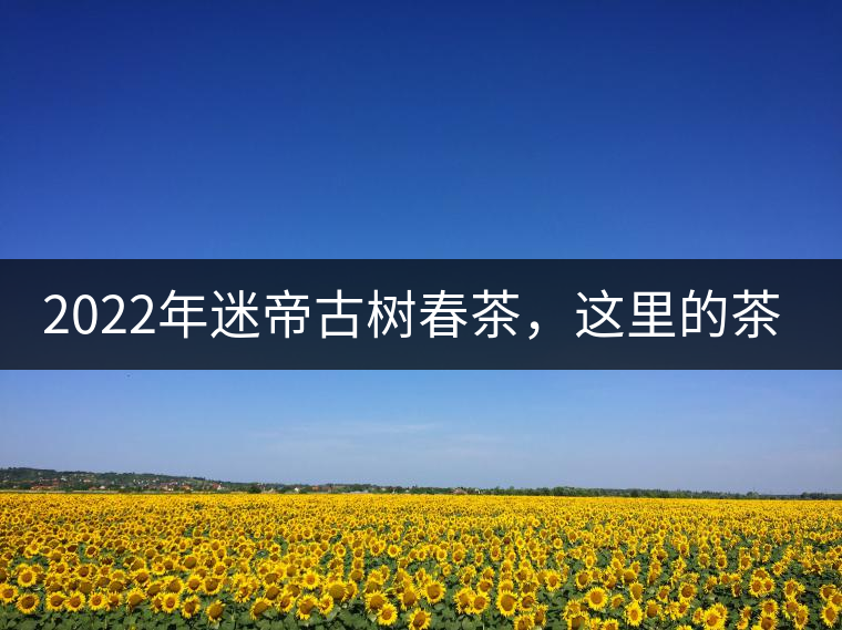2022年迷帝古樹春茶，這里的茶 皇帝都著迷