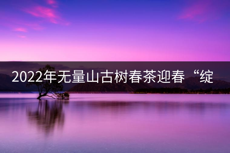 2022年無量山古樹春茶迎春“綻放”！