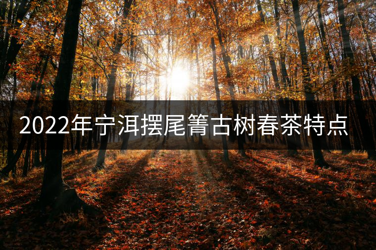 2022年寧洱擺尾箐古樹春茶特點(diǎn)？