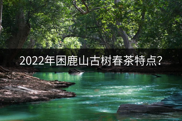 2022年困鹿山古樹(shù)春茶特點(diǎn)？