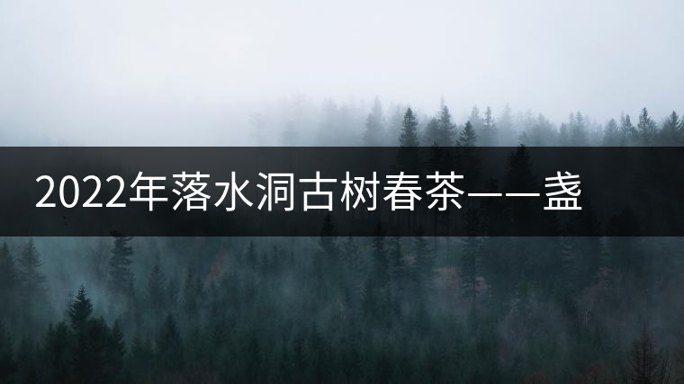 2022年落水洞古樹春茶——盞盛琥珀光，柔甜入人心