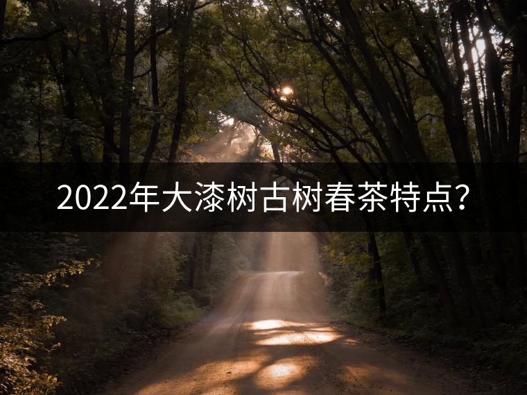2022年大漆樹古樹春茶特點？