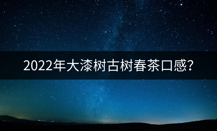 2022年大漆樹(shù)古樹(shù)春茶口感？