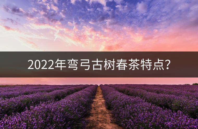 2022年彎弓古樹春茶特點(diǎn)？