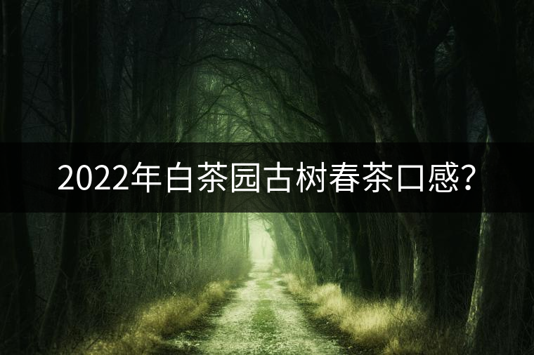 2022年白茶園古樹春茶口感？