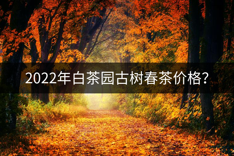 2022年白茶園古樹春茶價格？