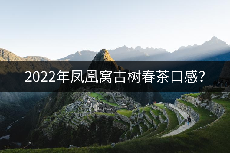 2022年鳳凰窩古樹春茶口感？