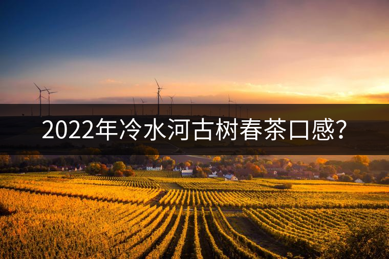 2022年冷水河古樹春茶口感？