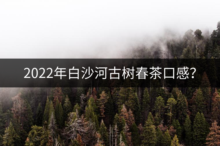2022年白沙河古樹春茶口感？
