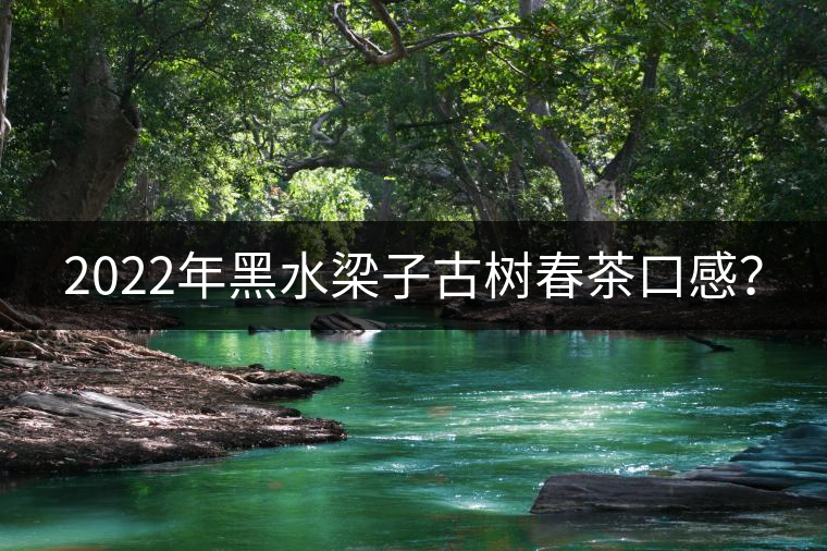 2022年黑水梁子古樹春茶口感？