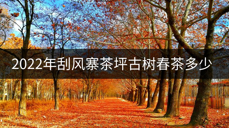 2022年刮風(fēng)寨茶坪古樹(shù)春茶多少錢(qián)一公斤？