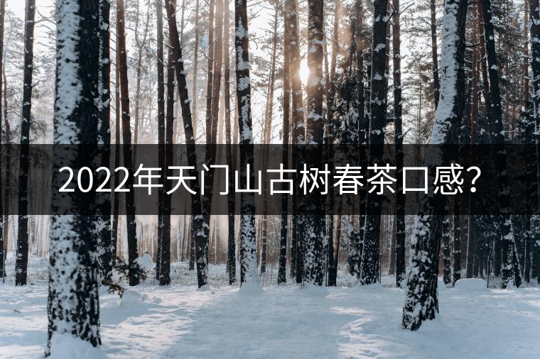 2022年天門山古樹春茶口感？