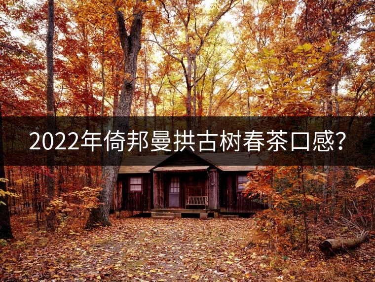 2022年倚邦曼拱古樹春茶口感？
