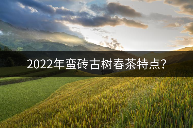 2022年蠻磚古樹春茶特點(diǎn)？