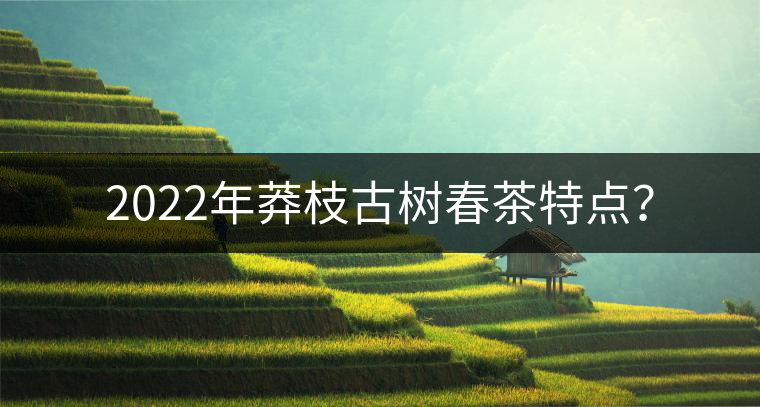 2022年莽枝古樹春茶特點(diǎn)? 2022年莽枝古樹春茶特點(diǎn)?