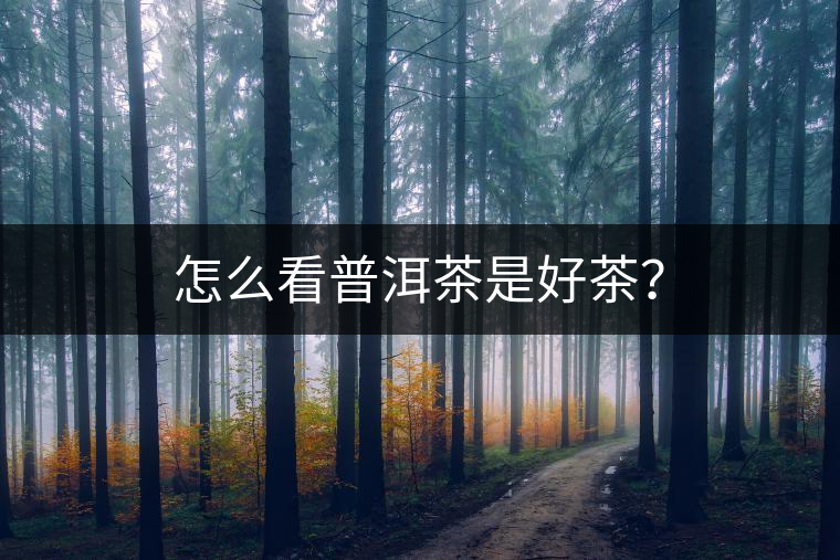 怎么看普洱茶是好茶？
